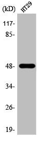 Western Blot analysis of HT29 cells using ANKT Polyclonal Antibody