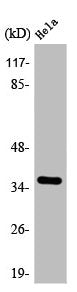 Western Blot analysis of NIH-3T3 cells using Annexin X Polyclonal Antibody