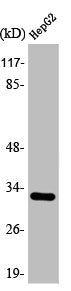 Western Blot analysis of 293 cells using ANT3 Polyclonal Antibody