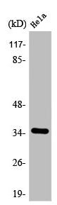 Western Blot analysis of COLO205 cells using ANT4 Polyclonal Antibody