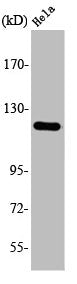 Western Blot analysis of HeLa cells using AOX1 Polyclonal Antibody