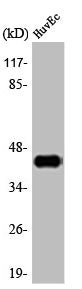 Western Blot analysis of HuvEc cells using AP-1 Polyclonal Antibody