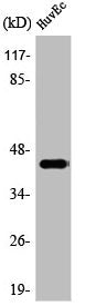 Western Blot analysis of HuvEc cells using AP-1/Jun D Polyclonal Antibody