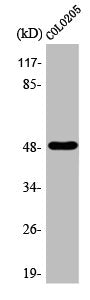 Western Blot analysis of COLO205 cells using AP-2α/β Polyclonal Antibody