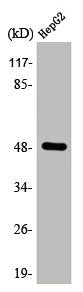Western Blot analysis of HuvEc cells using AP-2γ Polyclonal Antibody