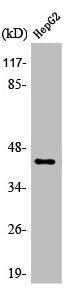 Western Blot analysis of HT29 cells using APBA2BP Polyclonal Antibody