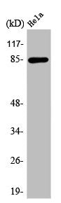 Western Blot analysis of COLO205 cells using APC5 Polyclonal Antibody