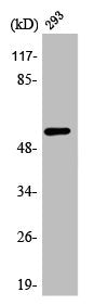 Western Blot analysis of HuvEc cells using API5 Polyclonal Antibody