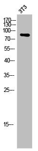 Western Blot analysis of 3T3 cells using APLP-2 Polyclonal Antibody