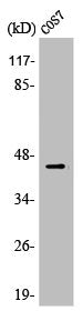 Western Blot analysis of MCF7 cells using APOBEC3D/F Polyclonal Antibody