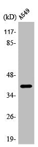 Western Blot analysis of A549 cells using ApoL1 Polyclonal Antibody