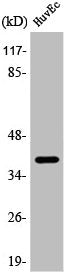 Western Blot analysis of COLO205 cells using ApoL2 Polyclonal Antibody