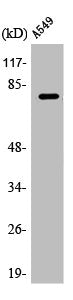 Western Blot analysis of A549 cells using APPL1 Polyclonal Antibody