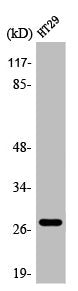 Western Blot analysis of HT29 cells using AQP0 Polyclonal Antibody