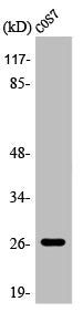 Western Blot analysis of COS7 cells using AQP2 Polyclonal Antibody