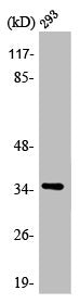 Western Blot analysis of 293 cells using AQP4 Polyclonal Antibody