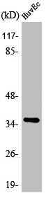 Western Blot analysis of HuvEc cells using AQP5 Polyclonal Antibody