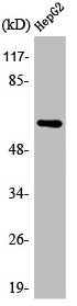 Western Blot analysis of HepG2 cells using AR α2C Polyclonal Antibody