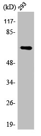 Western Blot analysis of 293 cells using ARA70 Polyclonal Antibody