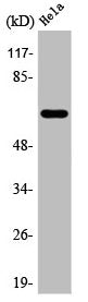 Western Blot analysis of HeLa cells using A-Raf Polyclonal Antibody