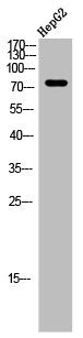 Western Blot analysis of HEPG2 cells using ARALAR Polyclonal Antibody