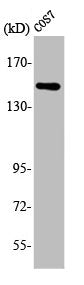 Western Blot analysis of COS7 cells using ARHGEF10 Polyclonal Antibody
