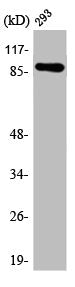 Western Blot analysis of 293 cells using ARHGEF19 Polyclonal Antibody