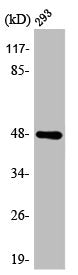 Western Blot analysis of 293 cells using ARK-1 Polyclonal Antibody