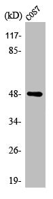 Western Blot analysis of COS7 cells using ARK-1 Polyclonal Antibody