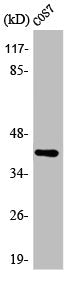 Western Blot analysis of COS7 cells using ARK-2 Polyclonal Antibody