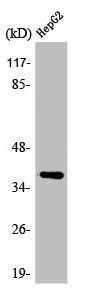 Western Blot analysis of HepG2 cells using ARK-2 Polyclonal Antibody