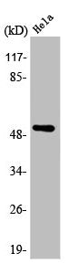 Western Blot analysis of HT29 cells using ARMC6 Polyclonal Antibody