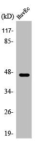 Western Blot analysis of HuvEc cells using ARP-1 Polyclonal Antibody