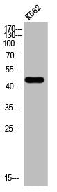 Western Blot analysis of K562 cells using Arp3 Polyclonal Antibody