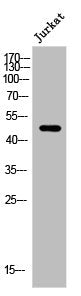 Western Blot analysis of Jurkat cells using Arrdc1 Polyclonal Antibody