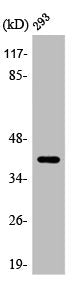 Western Blot analysis of 293 cells using ARRDC2 Polyclonal Antibody