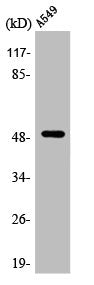 Western Blot analysis of A549 cells using Arrestin-β-1 Polyclonal Antibody