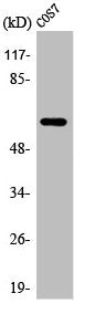 Western Blot analysis of COS7 cells using Arylsulfatase I Polyclonal Antibody