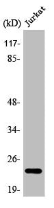 Western Blot analysis of Jurkat cells using Asf1a Polyclonal Antibody