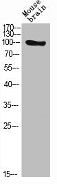 Western Blot analysis of MOUSE-BRAIN cells using Ataxin-1 Polyclonal Antibody