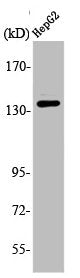 Western Blot analysis of 293 cells using Ataxin-2 Polyclonal Antibody