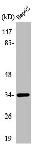 Western Blot analysis of HeLa cells using ATF-1 Polyclonal Antibody