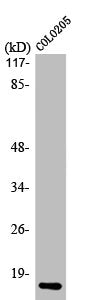 Western Blot analysis of COLO205 cells using ATP5I Polyclonal Antibody