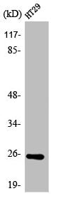 Western Blot analysis of HT29 cells using ATP5S Polyclonal Antibody