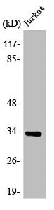 Western Blot analysis of Jurkat cells using ATPAF2 Polyclonal Antibody