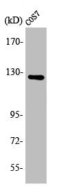 Western Blot analysis of COS7 cells using ATP-citrate synthase Polyclonal Antibody