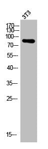 Western Blot analysis of 3T3 cells using ATRIP Polyclonal Antibody