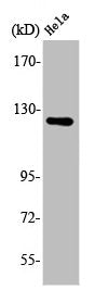 Western Blot analysis of NIH-3T3 cells using Atrophin-1 Polyclonal Antibody