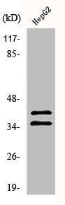 Western Blot analysis of 293 cells using AurB/C Polyclonal Antibody