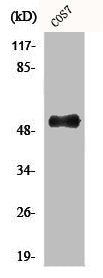 Western Blot analysis of LOVO cells using Aven Polyclonal Antibody